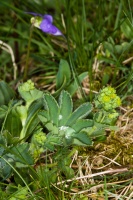 Alchemilla hybrida aggr.