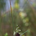 allium-carinatum-switzerland-43B8E267-C2A8-412B-A14F-E35E760E893A.jpg