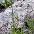 allium-lusitanicum-switzerland-216778CB-0AF5-4482-94B8-1C13B569F12C.jpg