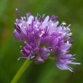 allium-lusitanicum-switzerland-8D3F7B05-431D-4810-B58D-DA06797B24CD.jpg