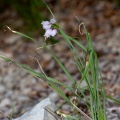 allium-narcissiflorum-france-ED2186E0-DE3F-448A-A357-B8D8F8C9CD1B.jpg