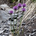 allium-schoenoprasum-switzerland-80C97DD8-3B10-40CD-8079-E9B234482018.jpg