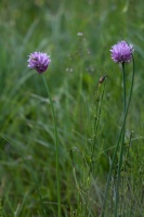 Allium schoenoprasum L.