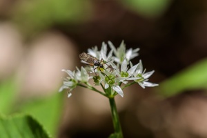 Allium ursinum L.