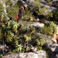 aloe-sp-south-africa-52529DE8-D1C3-4EE1-BC43-F6AFA6E34D71.jpg