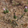 ancathia-igniaria-uzbekistan-5FCABA2D-E4DF-4D76-889B-FE9563B28043.jpg