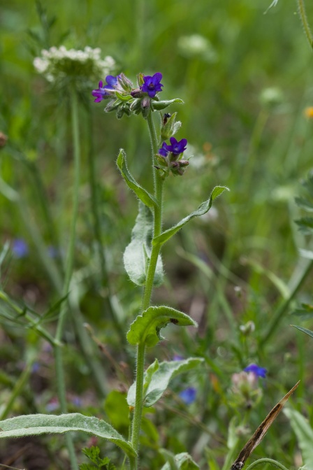 anchusa-officinalis-austria-17353F4E-53E5-432A-A78A-E06CACC7B3DC.jpg