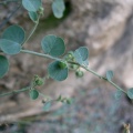 andrachne-aspera-saudi-arabia-80C12C92-4B7B-11DC-8D9F-000A95CA2156.jpg