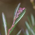 andromeda-polifolia-switzerland-13D1CF02-6595-4535-BB5C-23104FEA5DCC.jpg