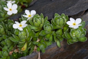 Androsace alpina (L.) Lamarck