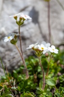 Androsace chamaejasme Wulfen