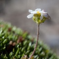 androsace-chamaejasme-switzerland-293062FF-76BA-4A65-8D09-14D2E2BDD1AA.jpg