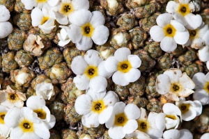 Androsace helvetica (L.) All.