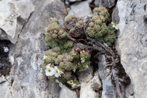 Androsace helvetica (L.) All.