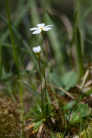 Androsace lactea L.