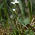 androsace-lactea-switzerland-8D72FAC8-0517-4DC9-8B65-E3A9C97C7C72.jpg