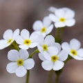 androsace-obtusifolia-switzerland-B640A5FB-77DF-487B-A95D-4DB997042793.jpg