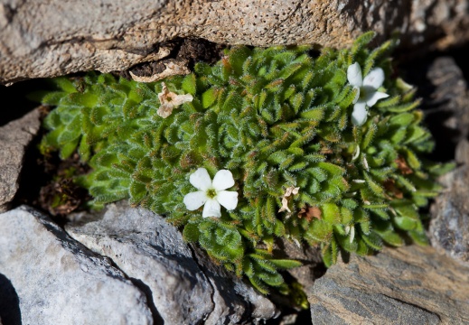 Primulaceae