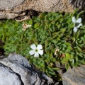 androsace-pubescens-switzerland-161D878E-F3EE-48BB-B300-EC2BDC15ADB0.jpg