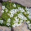androsace-pubescens-switzerland-6367FBB0-6419-40CF-84B5-6C822411B879.jpg