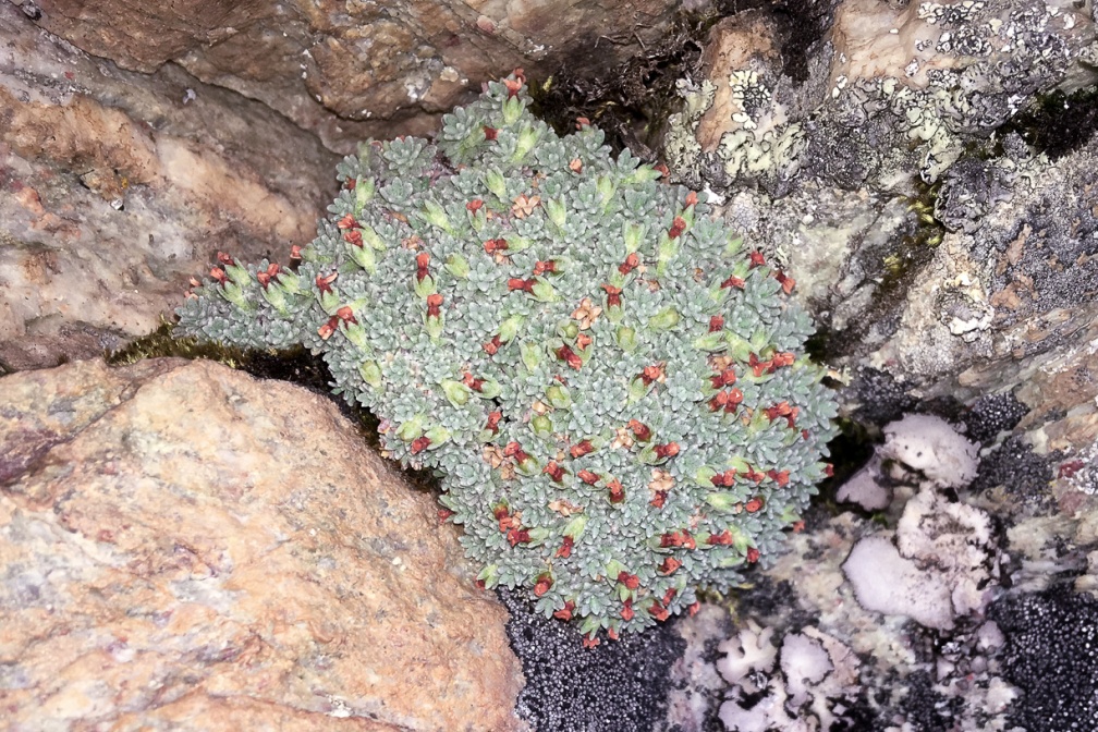 androsace-vandellii-france-581C69CE-0185-4E3B-9D6F-7BAEE9336182.jpg