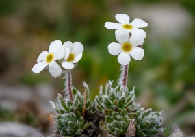 Androsace villosa L.