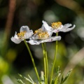 anemone-narcissiflora-switzerland-582F8806-C281-4050-BA16-46C1829472C0.jpg