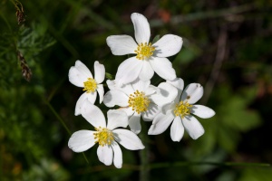 Anemone narcissiflora L