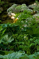 Angelica sylvestris L.