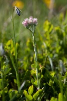 Antenaria dioica (L.) Gaertner