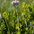 antenaria-dioica-switzerland-DA9AD9C6-7C7E-425E-A957-EC4B5A1DC808.jpg