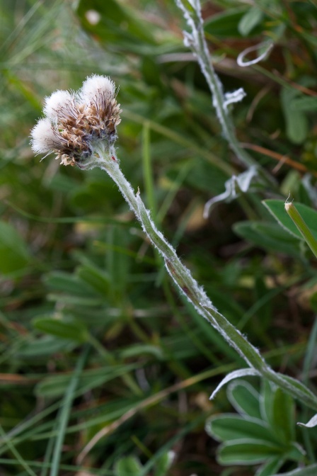 antennaria-carpatica-switzerland-9655975B-8586-4BCD-9C7B-80FEB05CE5D8.jpg