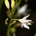 anthericum-ramosum-france-6051526D-5AE2-44CF-95A8-73266F807429.jpg