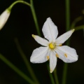 anthericum-ramosum-switzerland-D5AF2466-4734-11DC-8E52-000A95CA2156.jpg