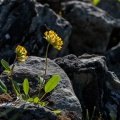 anthyllis-vulneraria-switzerland-1E6B3660-04C2-4532-BC5A-A0508FEE71A0.jpg