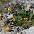 anthyllis-vulneraria-switzerland-8E04D798-0539-4C41-8CC6-C34F4F01C08A.jpg