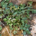 apium-graveolens-canaries-fuerteventura-375E6A7C-0106-4791-B25F-A0E5DC5F249D.jpg