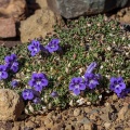 aptosimum-sp-south-africa-87905BFA-F4D3-4824-AE92-2D37227268C2.jpg