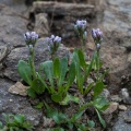 arabis-caerulea-austria-930F7242-770E-453B-B2A2-5715A12DF298.jpg