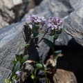 arabis-caerulea-switzerland-65A3E9B9-E728-4215-AA3F-4CE210870F21.jpg