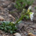 arabis-pumila-austria-084B028B-087C-4736-B177-88A679F60096.jpg