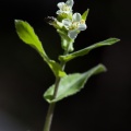 arabis-turrita-switzerland-A5D8C2F9-21FE-4D9F-BBE5-B0F8198CBEB5.jpg