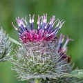 arctium-tomentosum-switzerland-5B9CDB54-B567-4ECB-B936-3778AB348557.jpg