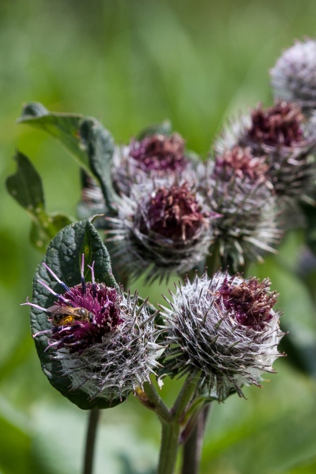arctium-tomentosum-switzerland-5FA7026D-EEC0-4FDF-BAF8-4D4BED83A33F.jpg