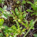 arctostaphylos-alpina-switzerland-0A412D11-3974-4D6C-B53C-5E9D42B29EED.jpg