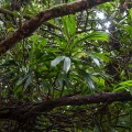 arecaceae-guadeloupe-6730812A-5D91-4672-B76A-4075865B6E60.jpg