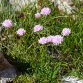 armeria-alpina-france-AFE09933-77FE-429A-A7D8-FFC59CB058D6.jpg