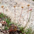 armeria-alpina-france-D542A999-DB0D-42A6-B1FF-7DEDB5728A35.jpg