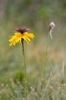Arnica montana L., Erebia meolans de Prunner (Moiré des fétuqu