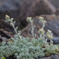 artemisia-genipi-austria-7574C22F-C040-428F-B553-BFBF3E122F9F.jpg